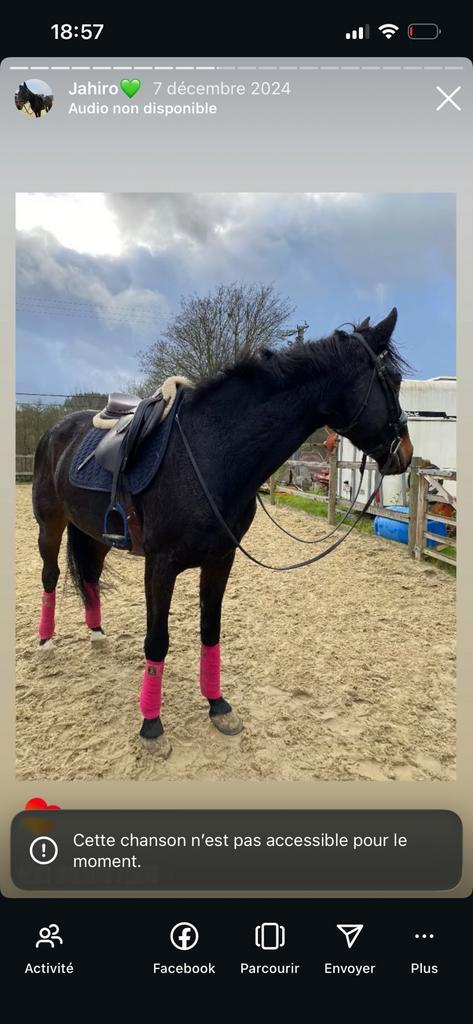 Cheval professeur, Animaux & Accessoires, Chevaux & Poneys | Produits de soin, Comme neuf, Enlèvement ou Envoi
