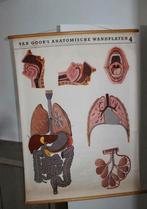 Anatomische wandplaat op linnen Neus mond keel, Enlèvement ou Envoi