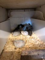 Chinese dwergkwartel, Dieren en Toebehoren