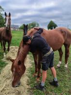 Weidemaatje aangeboden, Dieren en Toebehoren, Ruin, Niet van toepassing, 170 tot 175 cm, 11 jaar of ouder