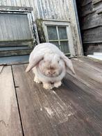 Konijn, Dieren en Toebehoren, Konijnen, Mannelijk, Middelgroot, 0 tot 2 jaar