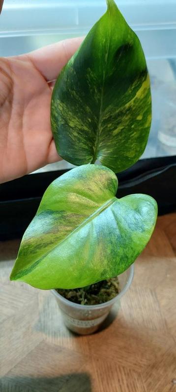 Monstera yellow Marilyn, Huis en Inrichting, Ophalen of Verzenden