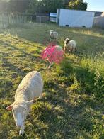 Ooien voor de slacht of te grazen, Meerdere dieren, Schaap, 0 tot 2 jaar