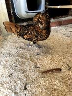 3 Padua kippen/hennen te koop - Half jaar oud, Poule ou poulet, Femelle