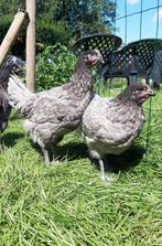 Kippen bleu de lande jonge hennen beschikbaar, Dieren en Toebehoren, Pluimvee, Vrouwelijk, Kip