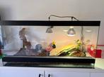 Terrarium met Baardagaam, Dieren en Toebehoren, Ophalen, Zo goed als nieuw