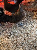 Onagadori, Plusieurs animaux, Poule ou poulet