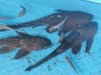 Grote Plecos, Dieren en Toebehoren