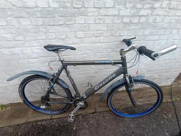 Gazelle  beschikbaar voor biedingen