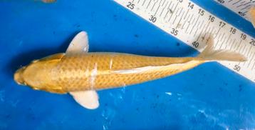 Mooie Yamabuki 47cm Izumya , ook wintervoer te koop  5€/kg beschikbaar voor biedingen