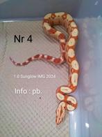 Boa bci :  IMG Sunglow nk 2024 ( Mannetje ), Serpent, Domestique, 0 à 2 ans