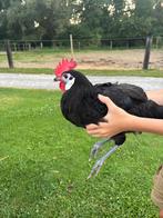 Spaanse witwang haan, Dieren en Toebehoren, Mannelijk, Kip
