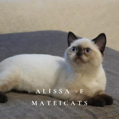 Brits Korthaar Chocolate Point met stamboom, Dieren en Toebehoren, Katten en Kittens | Raskatten | Korthaar, Meerdere dieren, 0 tot 2 jaar