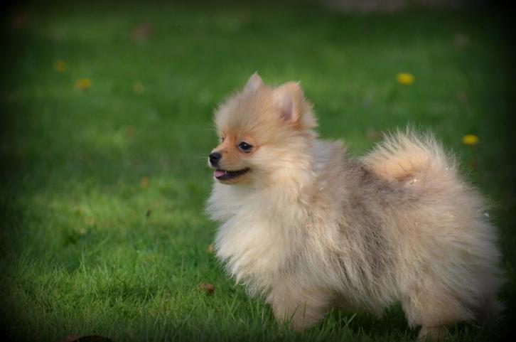 Keeshond pups (Pomeriaan), Dieren en Toebehoren, Honden | Poolhonden, Keeshonden en Oertypen, Meerdere dieren, Keeshond, Fokker | Professioneel