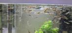 Guppy´s, Dieren en Toebehoren