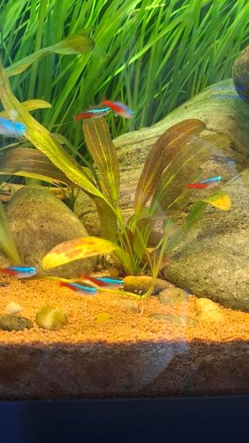 Echinodorus Reni beschikbaar voor biedingen