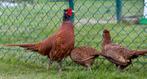 Bosfazanten speciale kleuren, Dieren en Toebehoren, Pluimvee