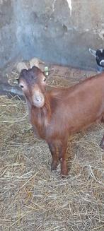 Super mooie dekbok te huur met papieren, Dieren en Toebehoren, Schapen, Geiten en Varkens, Mannelijk, Geit, 3 tot 5 jaar
