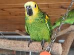Perroquet amazone 3 mois, Meerdere dieren, Papegaai, Pratend