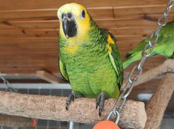 Perroquet amazone 3 mois beschikbaar voor biedingen