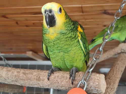 Perroquet amazone 3 mois, Dieren en Toebehoren, Vogels | Parkieten en Papegaaien, Papegaai, Meerdere dieren, Pratend, Tam, Geringd