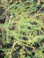 Lonicera de bodembedekker en andere vaste planten, Enlèvement, Plante fixe, Couvre-sol, Mi-ombre