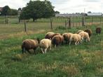 stamboek blauwe, witte en dassen texelaars te koop, Mannelijk, Schaap, 0 tot 2 jaar