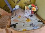 British Golden chinchilla kittens, Animaux & Accessoires, Chatte ou Chat, Vermifugé, 0 à 2 ans