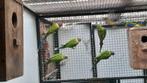 Pruimkop, Dieren en Toebehoren, Vogels | Parkieten en Papegaaien, Geslacht onbekend, Parkiet, Geringd