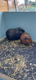 Cavia beertjes, Cavia, Mannelijk, Tam, Oktober