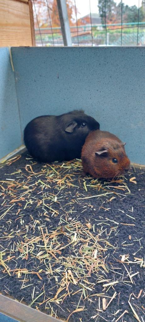 Cavia beertjes, Dieren en Toebehoren, Knaagdieren, Mannelijk, Cavia, Oktober, Tam