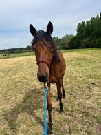 Veelbelovende jaarling merrie Commander hk z, Dieren en Toebehoren, Paarden, Springpaard, 0 tot 2 jaar, 170 tot 175 cm, Onbeleerd