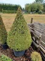 Buxus sempervirens piramide, Tuin en Terras, Ophalen, Buxus
