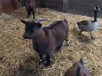 Dwerggeitje, mogelijk drachtig, Animaux & Accessoires, Moutons, Chèvres & Cochons, Femelle, Chèvre, 3 à 5 ans