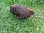 Cochin krielkip, Dieren en Toebehoren, Pluimvee, Vrouwelijk, Kip