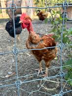 Naakthals/vleeskip haan, Dieren en Toebehoren, Pluimvee