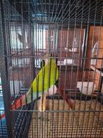 Pyrura koppel, Dieren en Toebehoren, Vogels | Parkieten en Papegaaien