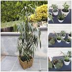 Kamerplanten/ficus/begonia/chlorophytum/crassula..., Ophalen, Ficus, Halfschaduw, In pot