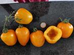 Farce jaune tomate - 5 graines, Graine, Printemps, Envoi