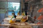 Gould et canaris, Dieren en Toebehoren, Vogels | Overige Vogels