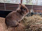 Nieuwe thuis gezocht voor Twix (dwergkonijn - kleurdwerg), Dieren en Toebehoren, Groot