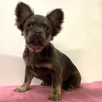 FLUFFY Franse Bulldog - pups te koop, Dieren en Toebehoren, 15 weken tot 1 jaar, Buitenland, CDV (hondenziekte), Meerdere