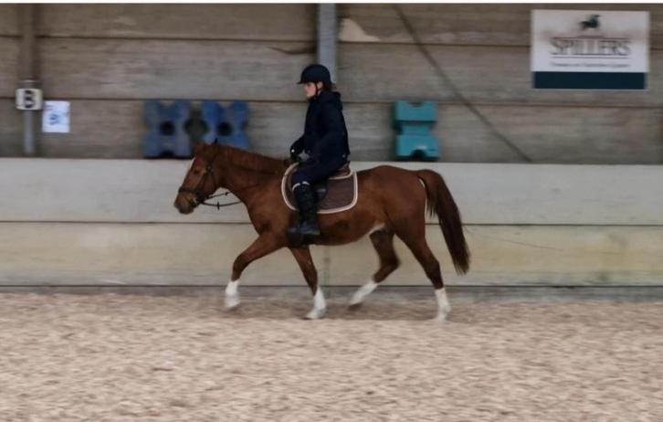 Leuke D pony, Dieren en Toebehoren, Pony's, Ruin, Niet van toepassing, D pony (1.37m tot 1.48m), 3 tot 6 jaar, Gechipt, Ontwormd