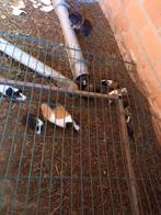 jonge cavia's, Dieren en Toebehoren, Juli, Meerdere dieren, Cavia