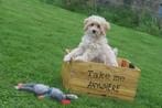 Kruising pups poedel kruising 💖💖💖, België, 15 weken tot 1 jaar, Meerdere, Meerdere dieren