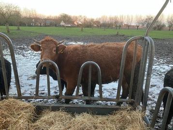 Limosin koetje en 3 zwarte kalveren beschikbaar voor biedingen