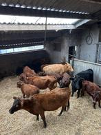 Dexter, Dieren en Toebehoren, Runderen, Meerdere dieren, 0 tot 2 jaar