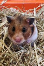 syrische hamster vrouwtje, Maart, Vrouwelijk, Hamster