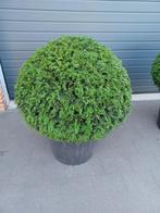 Taxus bol 100cm, Tuin en Terras, Ophalen, Taxus, Struik, 100 tot 250 cm