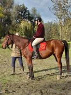 Fokmerrie/ recreatie stamboek BAPS (xKWPN), Dieren en Toebehoren, Paarden, Gechipt, 11 jaar of ouder, Merrie, Minder dan 160 cm